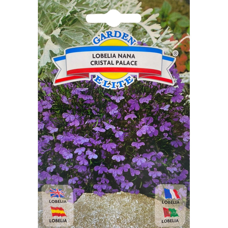 Cesta colgante con flores de lobelia en cascada, ideales para sembrar nuestras semillas de lobelia de calidad premium.
