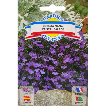 Cesta colgante con flores de lobelia en cascada, ideales para sembrar nuestras semillas de lobelia de calidad premium.
