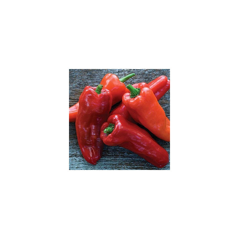 Semillas de Pimiento Marconi | Dulzor Italiano y Gran Tamaño