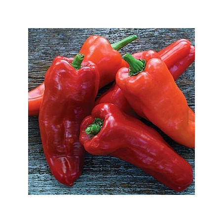 Semillas de Pimiento Marconi | Dulzor Italiano y Gran Tamaño