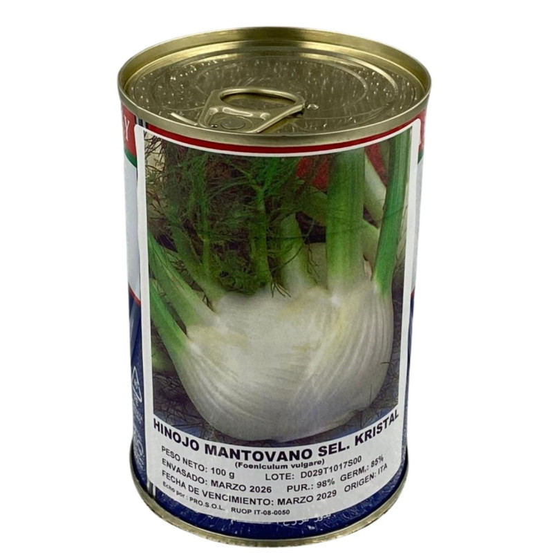 Tallos verdes y plumosos de hinojo en un huerto, perfectos para sembrar nuestras semillas de hinojo de la mejor calidad premium.