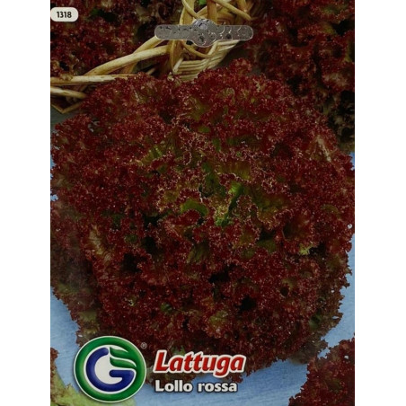 Lechuga lollo rosa, ideal para una cosecha hermosa. Encuéntranos en Coltivare
