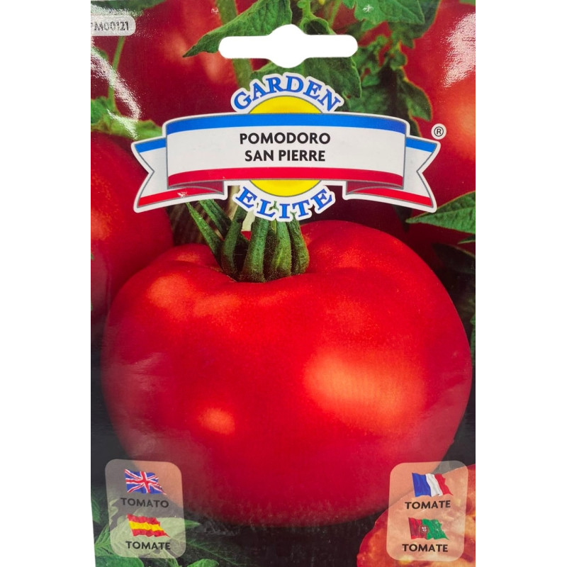 Tomate san pierre rojo, redondo y jugoso, recién cosechado, ideal para sembrar nuestras semillas de calidad premium.