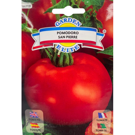 Tomate san pierre rojo, redondo y jugoso, recién cosechado, ideal para sembrar nuestras semillas de calidad premium.