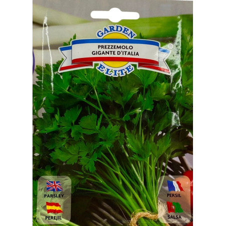 Perejil gigante de italia con hojas planas, verdes y muy aromáticas, ideales para sembrar nuestras semillas premium.