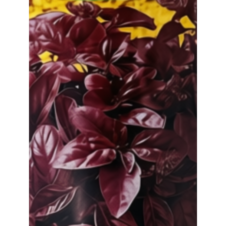 Semillas de Albahaca Morada | Variedad Aromática | Coltivare