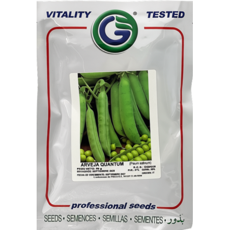 Vainas frescas de arveja en una planta productiva, perfectas para sembrar nuestras semillas de arveja de la mejor calidad.