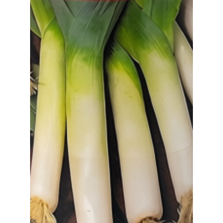 Semillas de Puerro | Sabor Suave y Cultivo Versátil