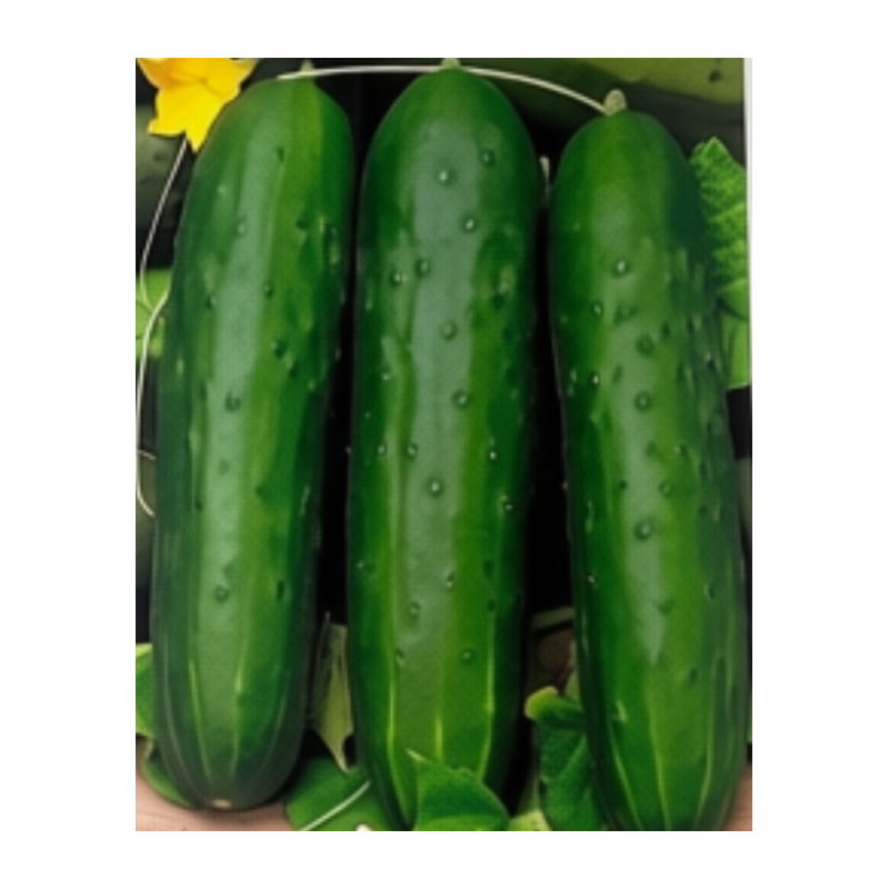 Semillas de Pepino Marketmore | Clásico, Recto y Productivo | Coltivare