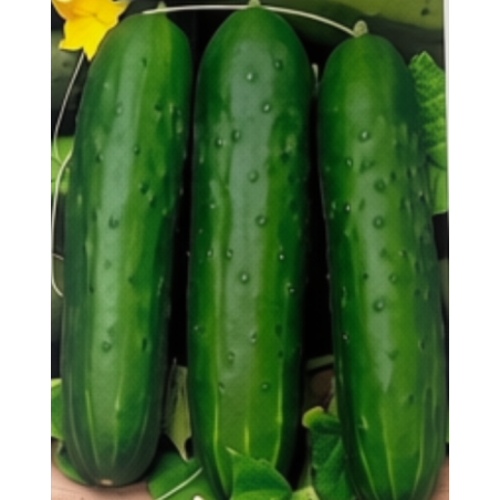 Semillas de Pepino Marketmore | Clásico, Recto y Productivo | Coltivare