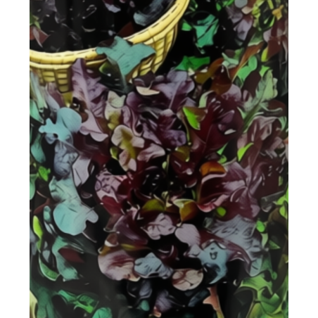 Semillas de Lechuga Red Salad Bowl | Hoja Roble Roja