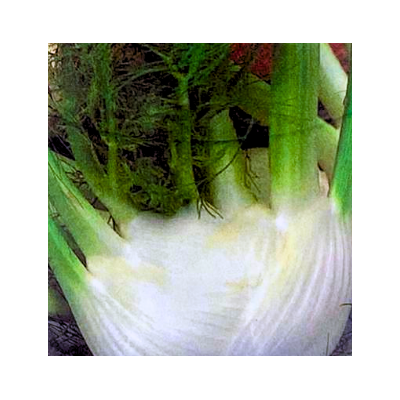 Semillas de Hinojo | Planta Aromática y Medicinal | Coltivare