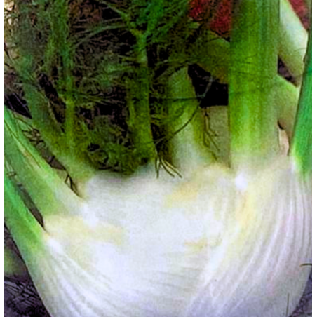 Semillas de Hinojo | Planta Aromática y Medicinal | Coltivare