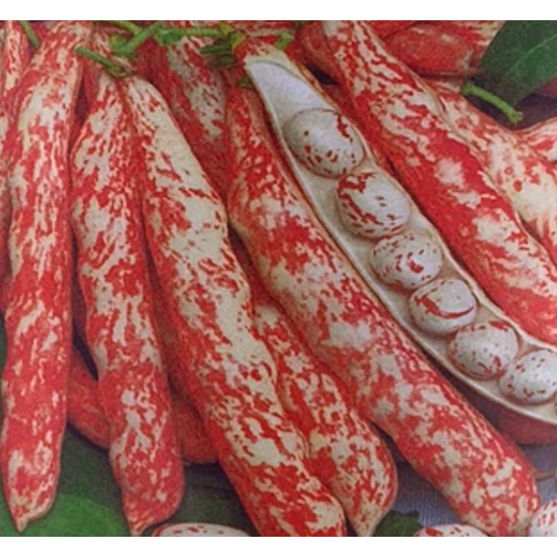 Semillas de Fréjol Lingua di Fuoco | Calidad Gourmet