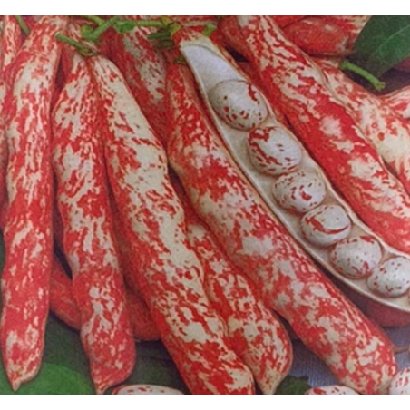 Semillas de Fréjol Lingua di Fuoco | Calidad Gourmet
