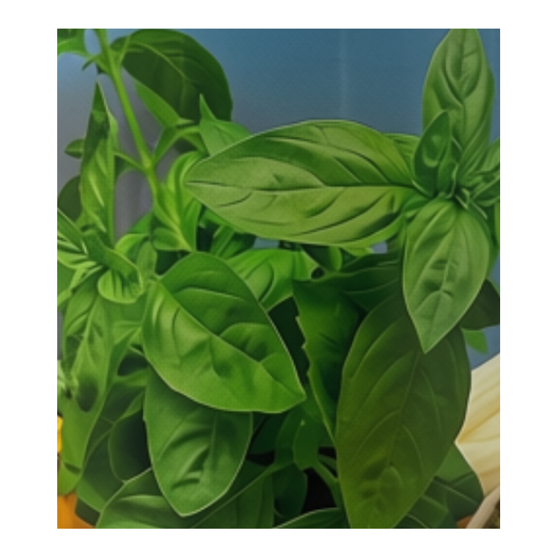 Semillas de Albahaca  Liguri | Calidad Premium | Coltivare