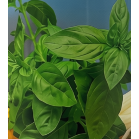 Albahaca  Liguri | Semillas Coltivare