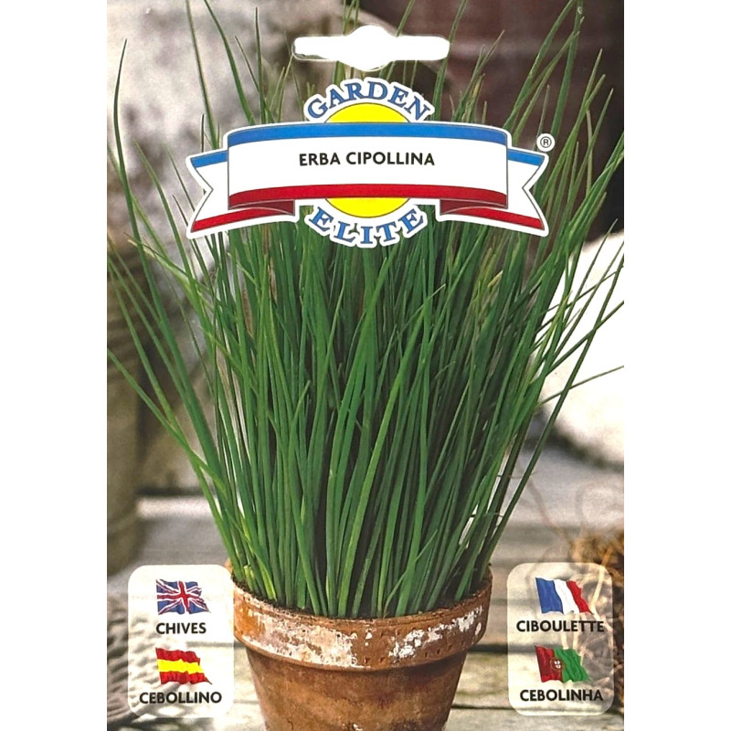 Cebollino  -semillas