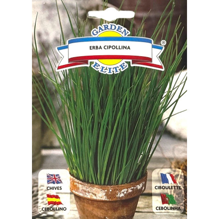 Cebollino  -semillas