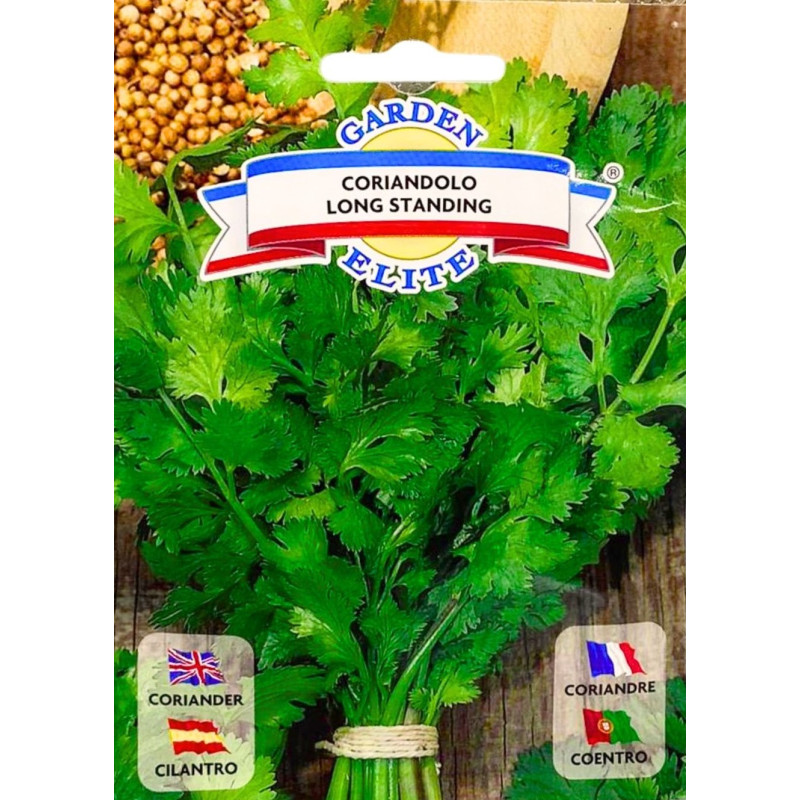 Cilantro -semillas