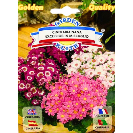Cineraria -semillas