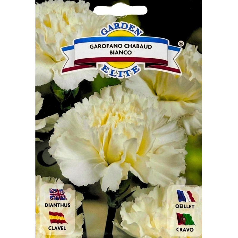 Clavel blanco -semillas