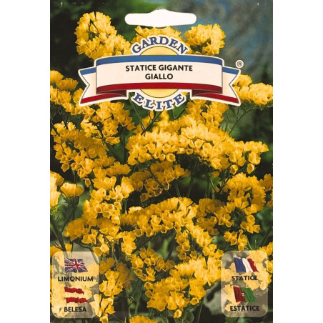 Estatice amarillo -semillas