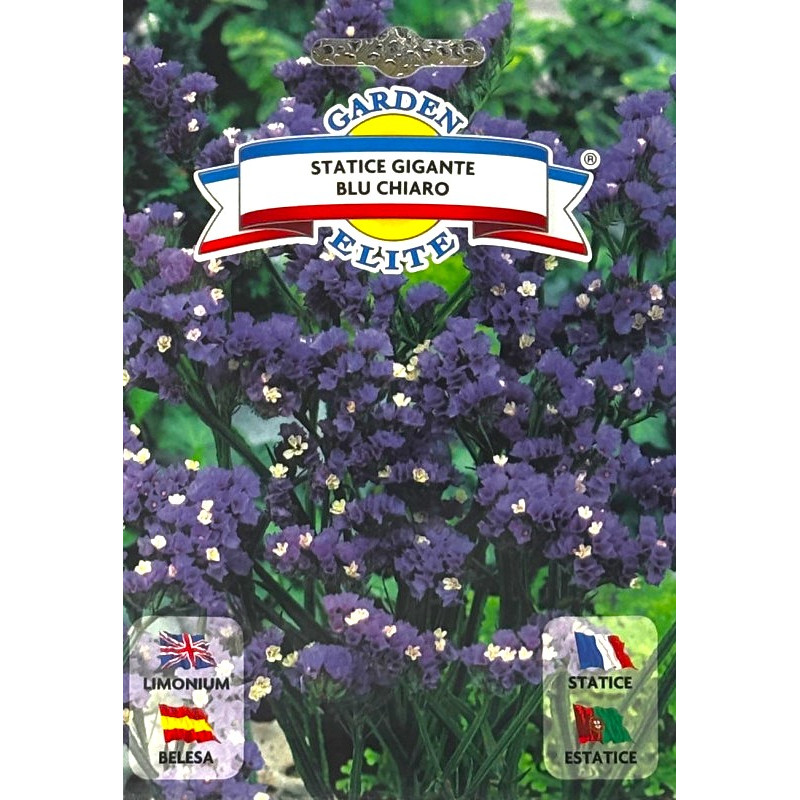 Estatice azul claro -semillas