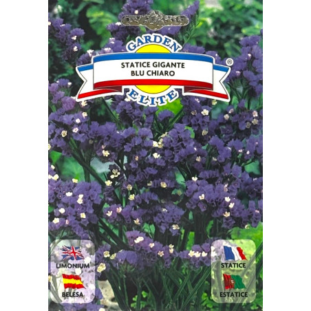 Estatice azul claro -semillas
