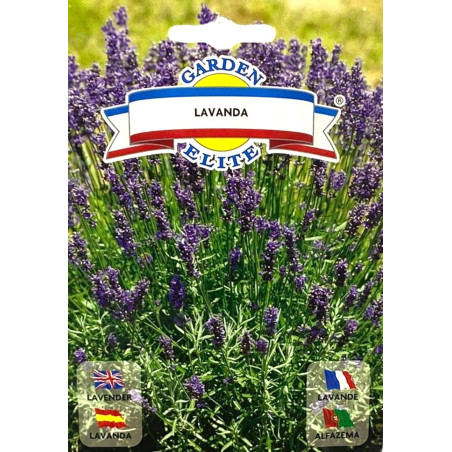 Lavanda -semillas