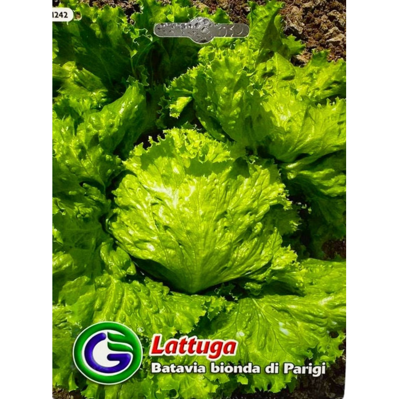 Lechuga Batavia Bionda di Parigi  -semillas