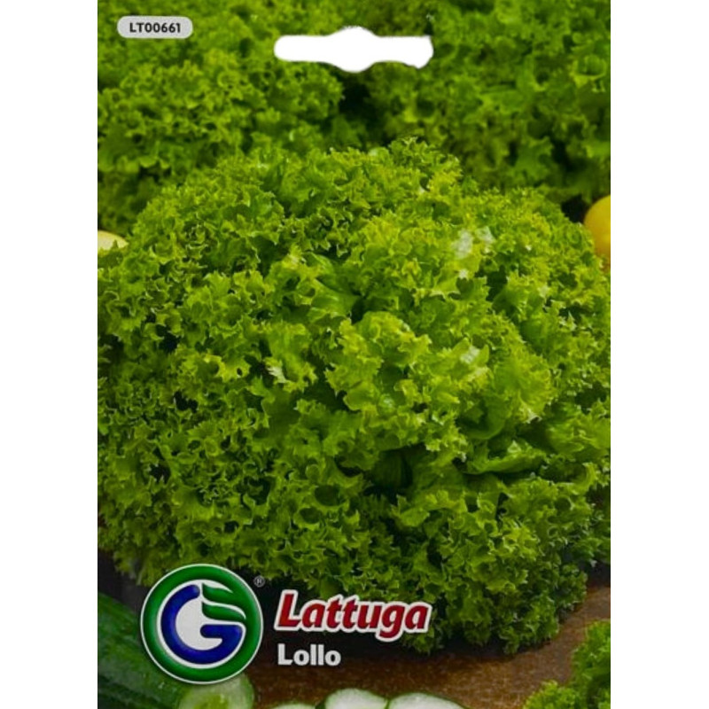 Lechuga Lollo -semillas
