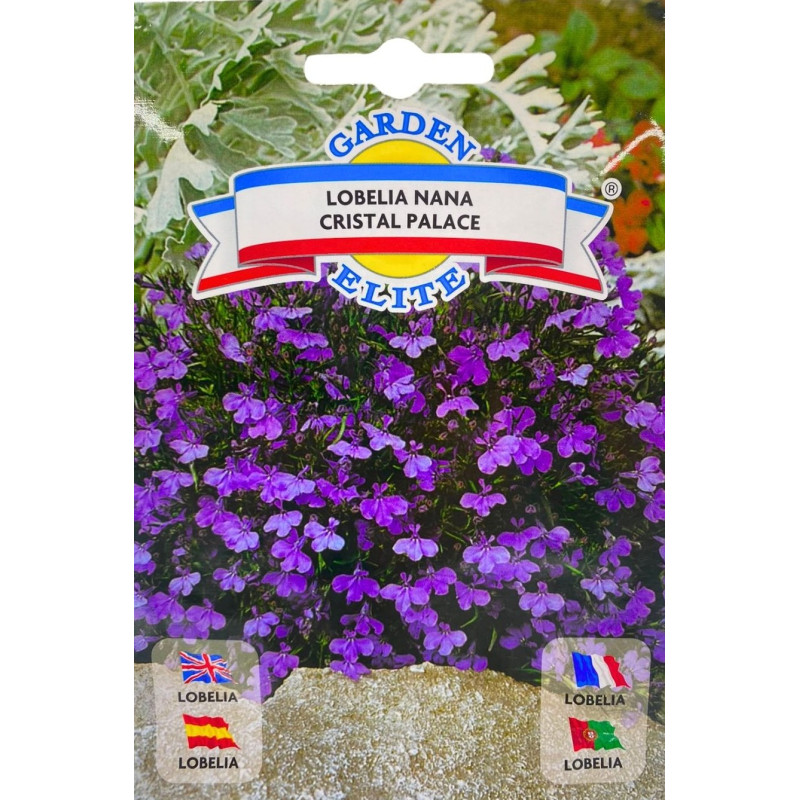 Lobelia -semillas