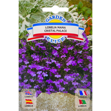 Lobelia -semillas