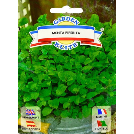 Menta -semillas