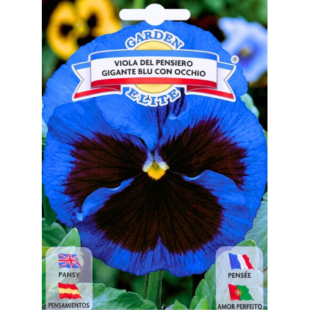 Pensamiento azul-semillas
