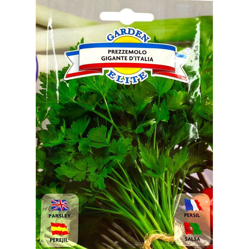 Perejil Gigante -semillas