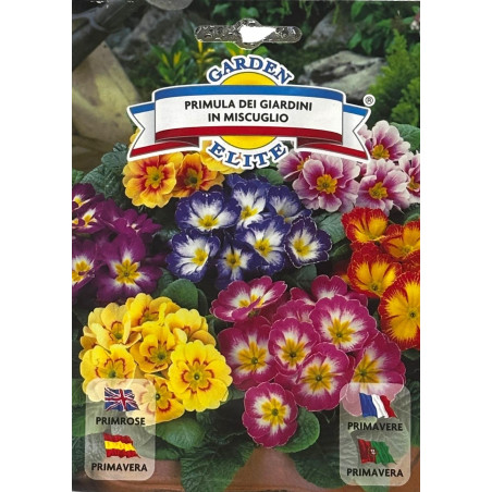 Primavera -semillas