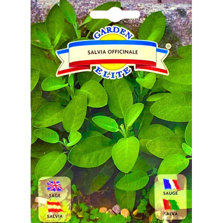 Salvia  -semillas