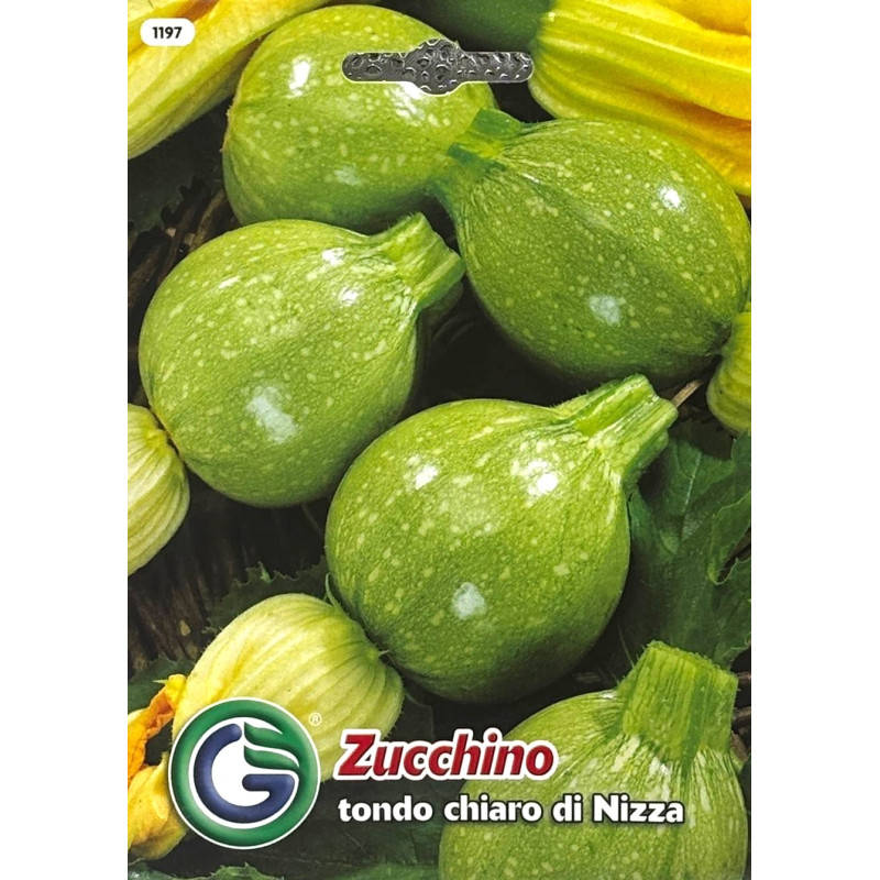 Zucchino tondo chiaro di Nizza -semillas
