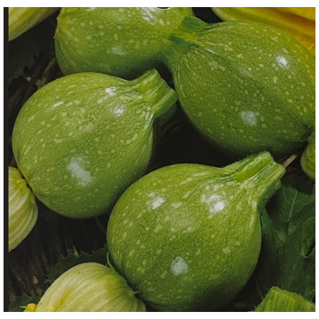 Calabacín Tondo Chiaro semillas